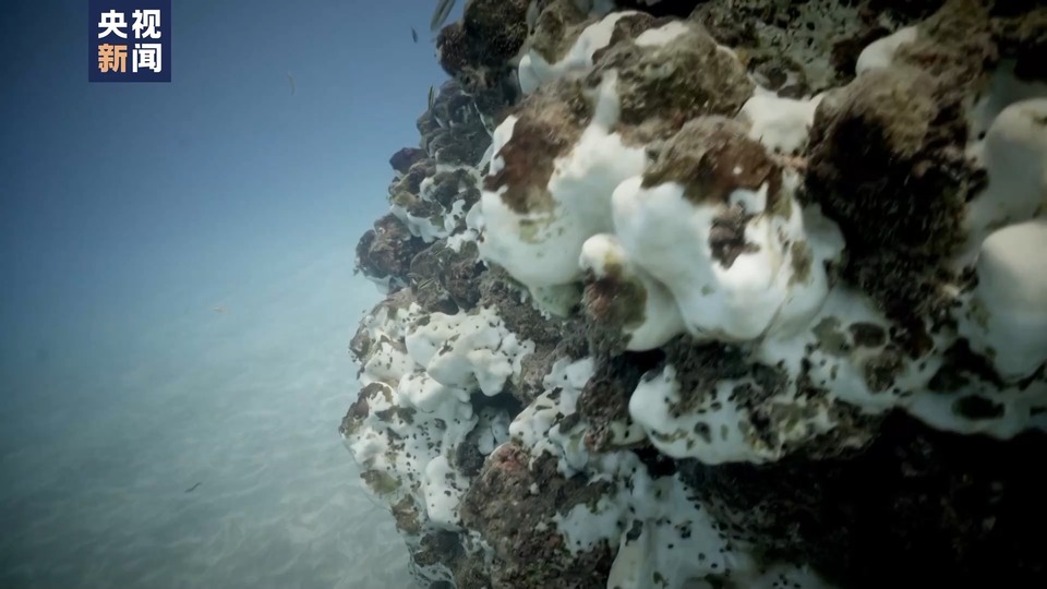 海水溫度升高 珊瑚白化 哥斯達黎加生物保護區出現嚴重生態危機