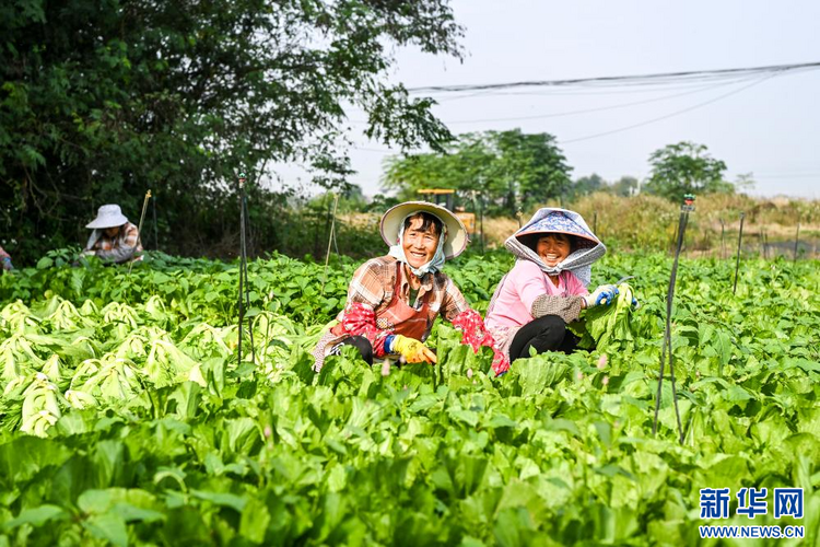 廣西貴港：“稻菜輪作”助農增收
