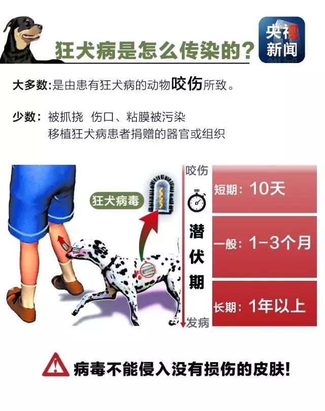 狂犬病致死率接近100%！了解这些知识让你远离它！