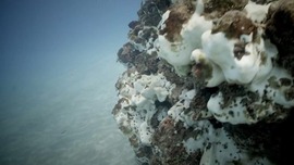 海水溫度升高 珊瑚白化 哥斯達黎加生物保護區出現嚴重生態危機