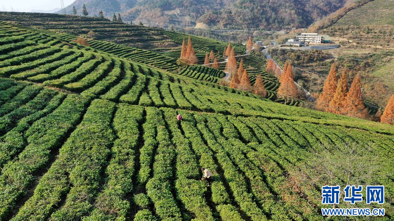 湖北保康：冬日水杉著“紅裝”