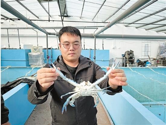 宁波实现梭子蟹新品种育苗、养殖双突破，记者前往基地探秘_fororder_W020231130272839136672