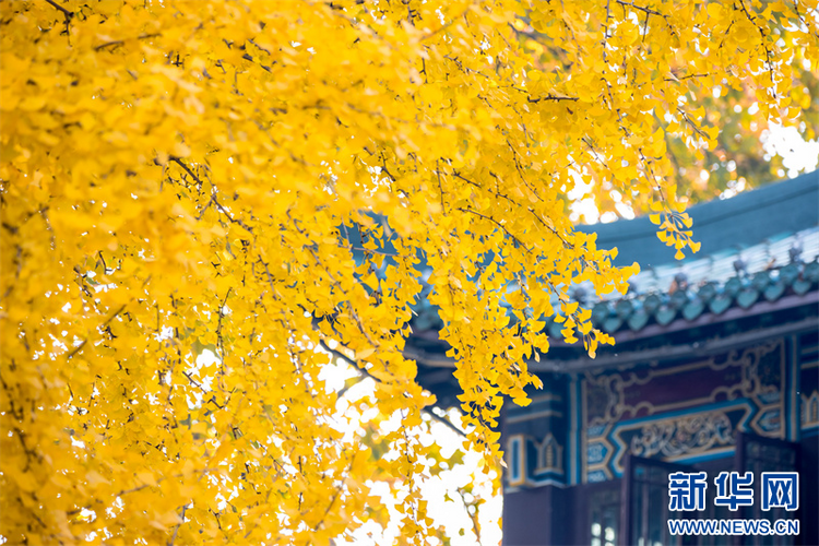 南京玄武湖：最美银杏季如期而至