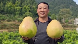 贵州思南：“柚”飘香 百亩三红蜜柚喜获丰收