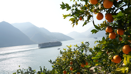 重慶巫山戀橙開園節暨採摘旅遊體驗季即將啟動