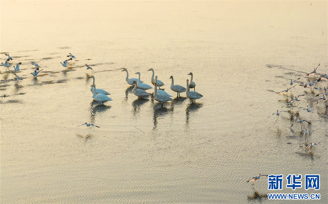 江苏兴化：候鸟飞抵湿地过冬_fororder_2023113052c619eaab7240ffab874995298bd64d_2023113007b9e6ebde4947c3a6df58d5aa755e0a