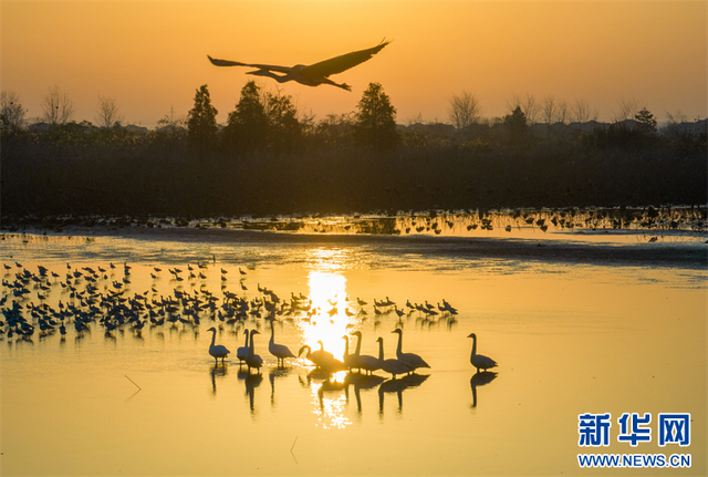 江苏兴化：候鸟飞抵湿地过冬_fororder_2023113052c619eaab7240ffab874995298bd64d_2023113048927a6c43204a3290d59ac679bf77fa