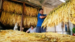 贵州威宁：“黄金叶”赋能乡村振兴