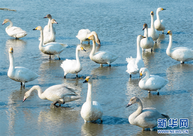 江苏兴化：候鸟飞抵湿地过冬_fororder_2023113052c619eaab7240ffab874995298bd64d_20231130f40f9d6a87a246cb9c6708bba6eaaf36