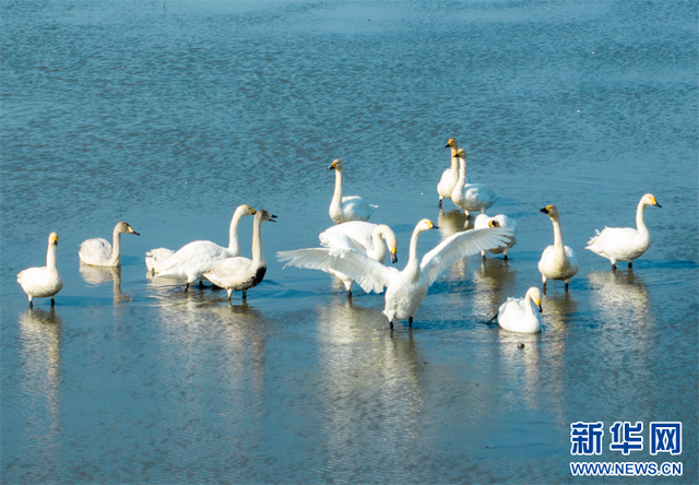 江苏兴化：候鸟飞抵湿地过冬_fororder_2023113052c619eaab7240ffab874995298bd64d_2023113067c3b3066c5049babbe8ca7f5783a832