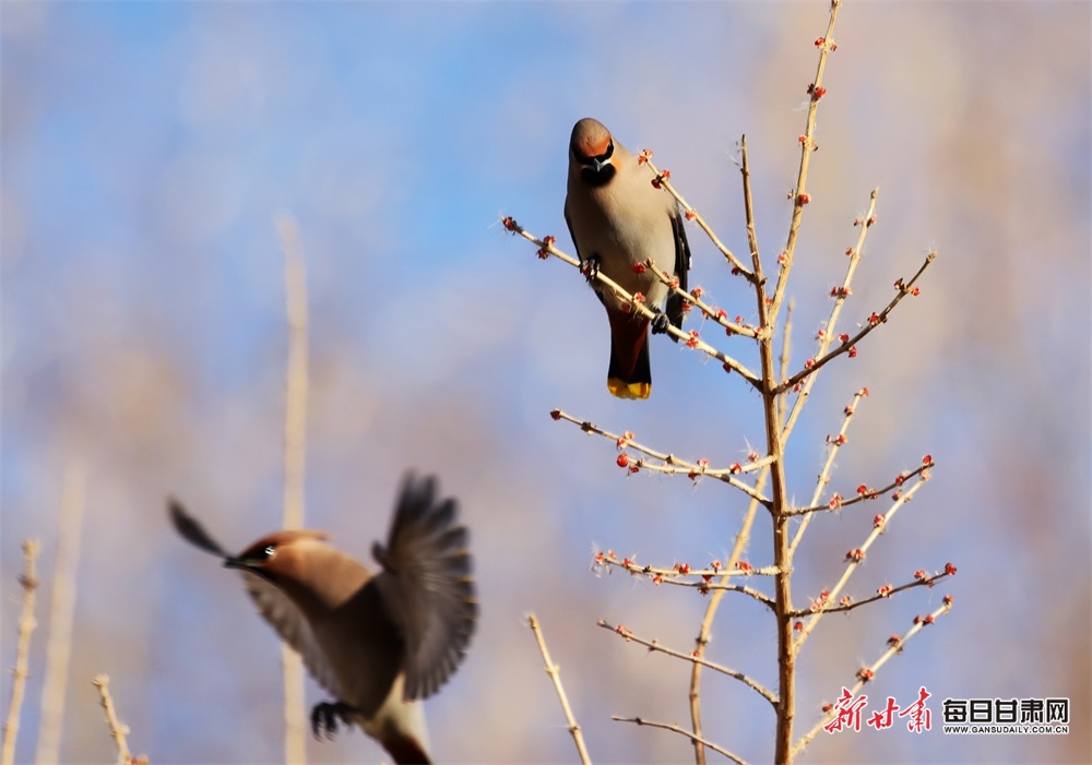 好生態 鳥青睞！張掖國家濕地公園飛來“萌萌噠”太平鳥_fororder_1