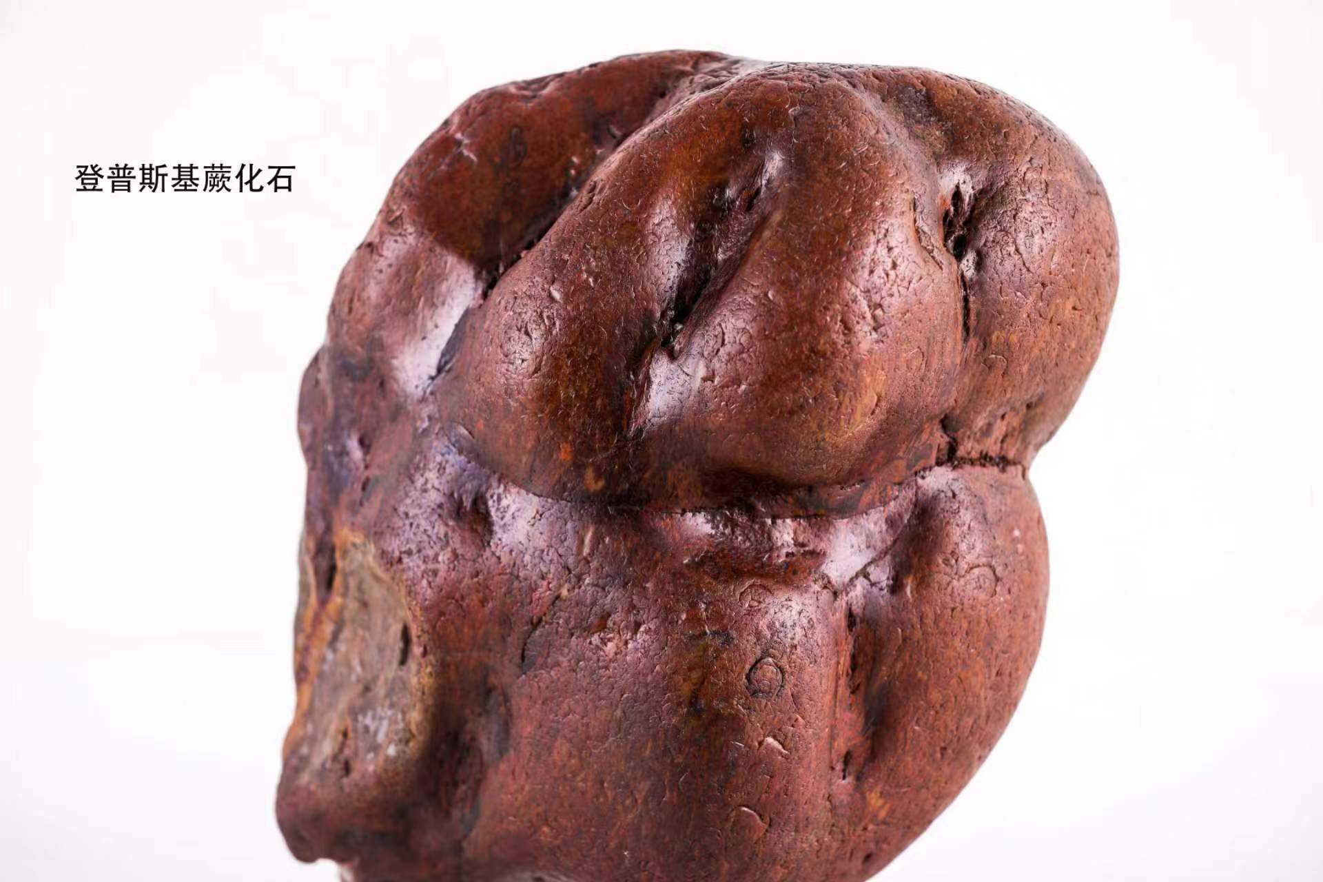 海倫市被授予“中國桫欏玉之鄉”_fororder_hljrb_2_2020096214c358-36c3-4828-8287-54c51a1eb732