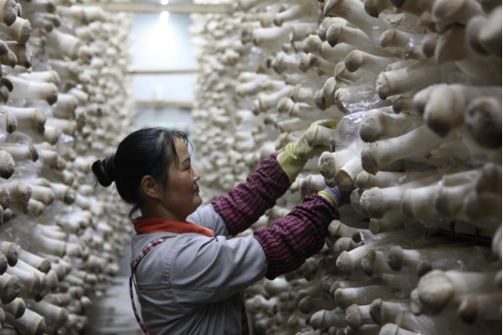 河北平泉：就业家门口 致富不离家_fororder_河北平泉：就业家门口 致富不离家806