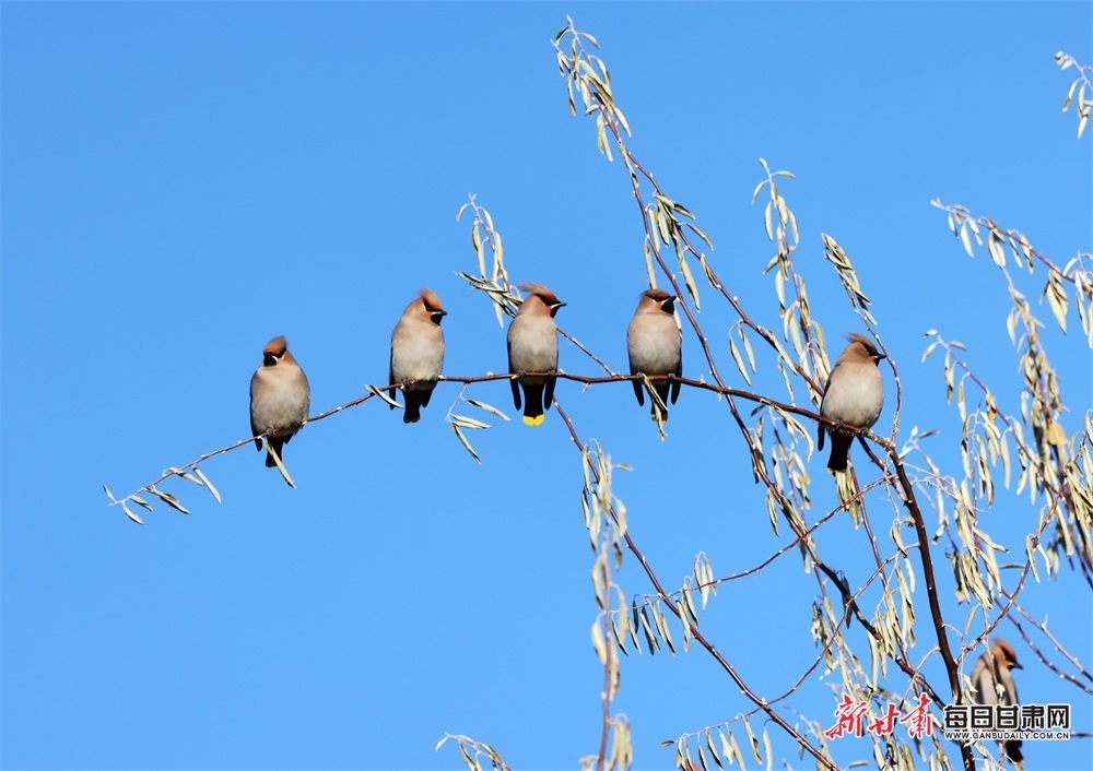 好生態 鳥青睞！張掖國家濕地公園飛來“萌萌噠”太平鳥_fororder_4