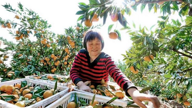 年产1.8亿斤柑橘创2亿产值 出口蒙古、俄罗斯等国家 南漳柑橘走出深山远销海外