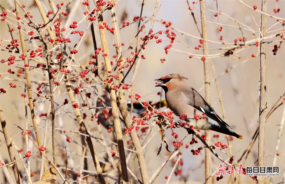 好生態 鳥青睞！張掖國家濕地公園飛來“萌萌噠”太平鳥_fororder_2