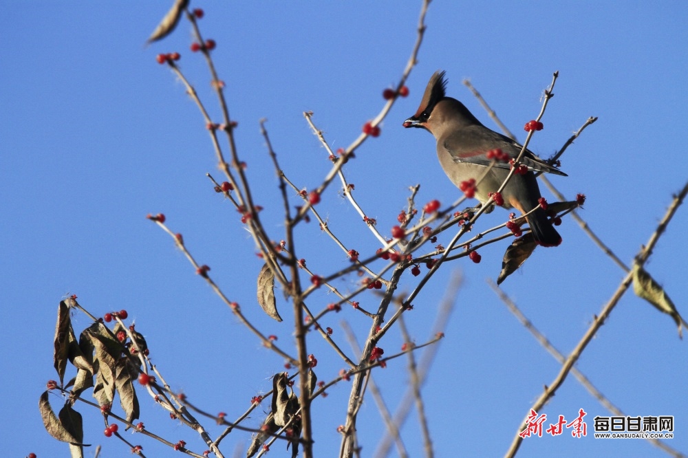 好生態 鳥青睞！張掖國家濕地公園飛來“萌萌噠”太平鳥_fororder_5