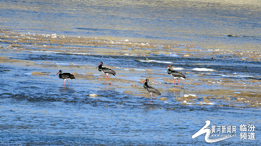 鳥類中的“大熊貓”黑鸛等珍稀候鳥棲息汾河霍州段