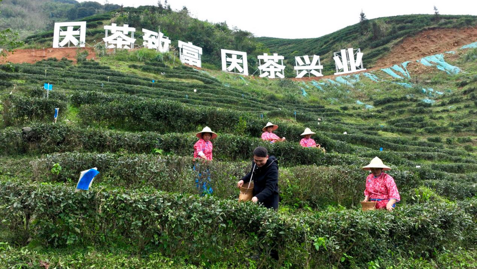广西兴业：做强富硒茶产业 打响“兴业茶”品牌_fororder_图片1