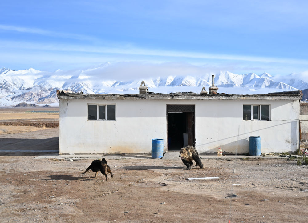 千山万物栖——新疆阿尔金山生态保护实践观察