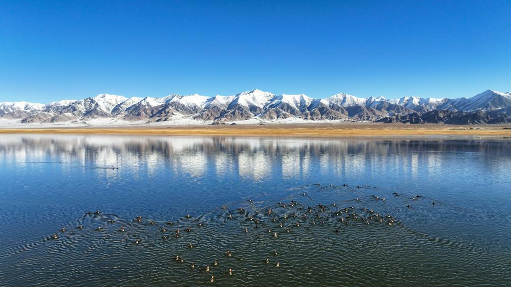 千山萬物棲——新疆阿爾金山生態保護實踐觀察