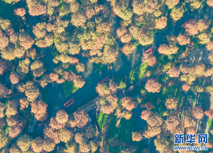 興化裏下河國家濕地公園：層林盡染 人在畫中游