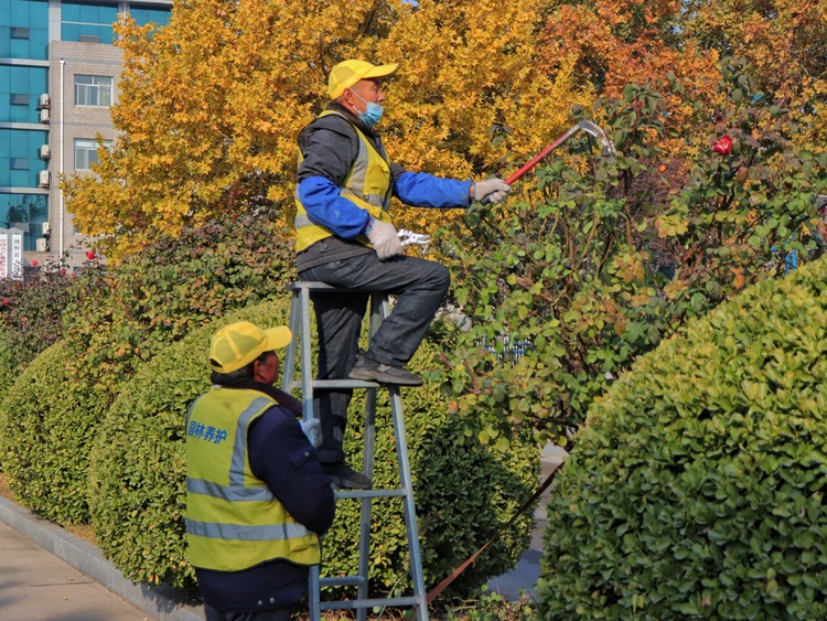 保定博野：加快城区绿化养护 扮靓城市“颜值”_fororder_3