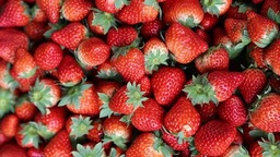 开启冬日“莓”好时光 天府新区第一波冬草莓甜蜜来袭