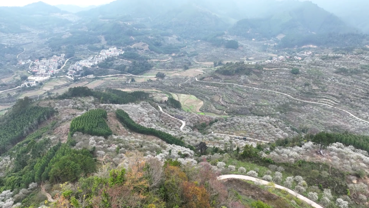 廣西大新：萬畝青梅花開 南方“雪景”大片上線_fororder_圖片2