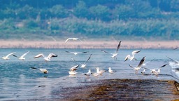 （轉載）珍稀鳥類“相約”越冬 四川瀘州成“鳥類天堂”