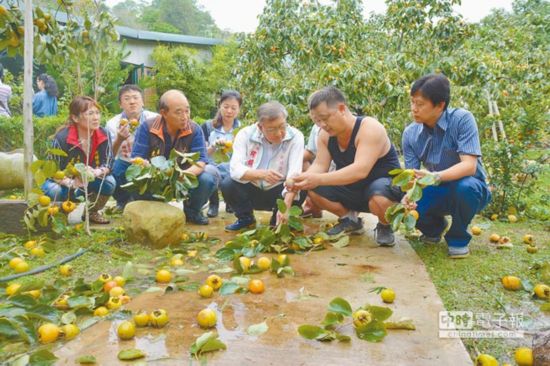 台湾农业因台风“鲇鱼”损失逾10亿 水果受重创