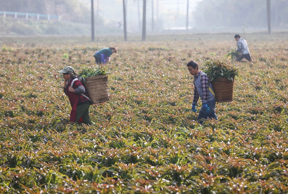 貴州施秉:萵筍豐收助農增收_fororder_2023年12月6日,村民在貴州省黔東南苗族侗族自治州施秉縣楊柳塘鎮地壩村采收萵筍。(磨桂賓 攝) (2).JPG
