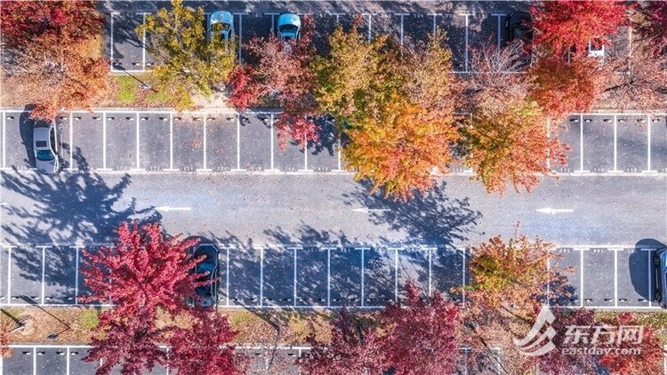 上海辰山植物园打造“最美生态停车场” 渐变色叶惊艳深秋