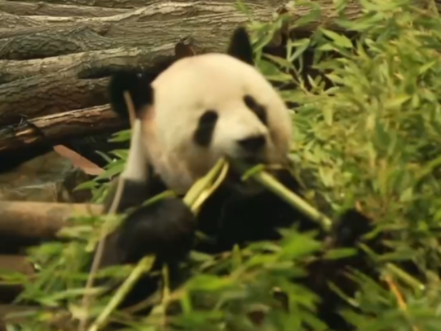 德國柏林動物園為熊貓雙胞胎舉行歡送活動