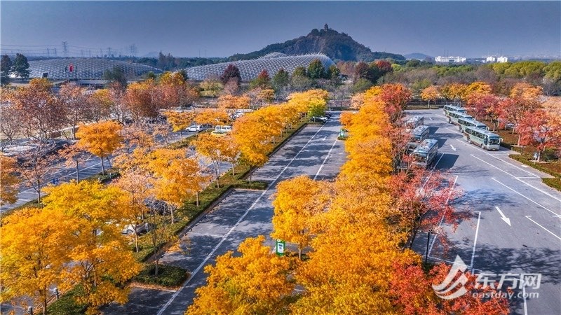 上海辰山植物園打造“最美生態停車場” 漸變色葉驚艷深秋