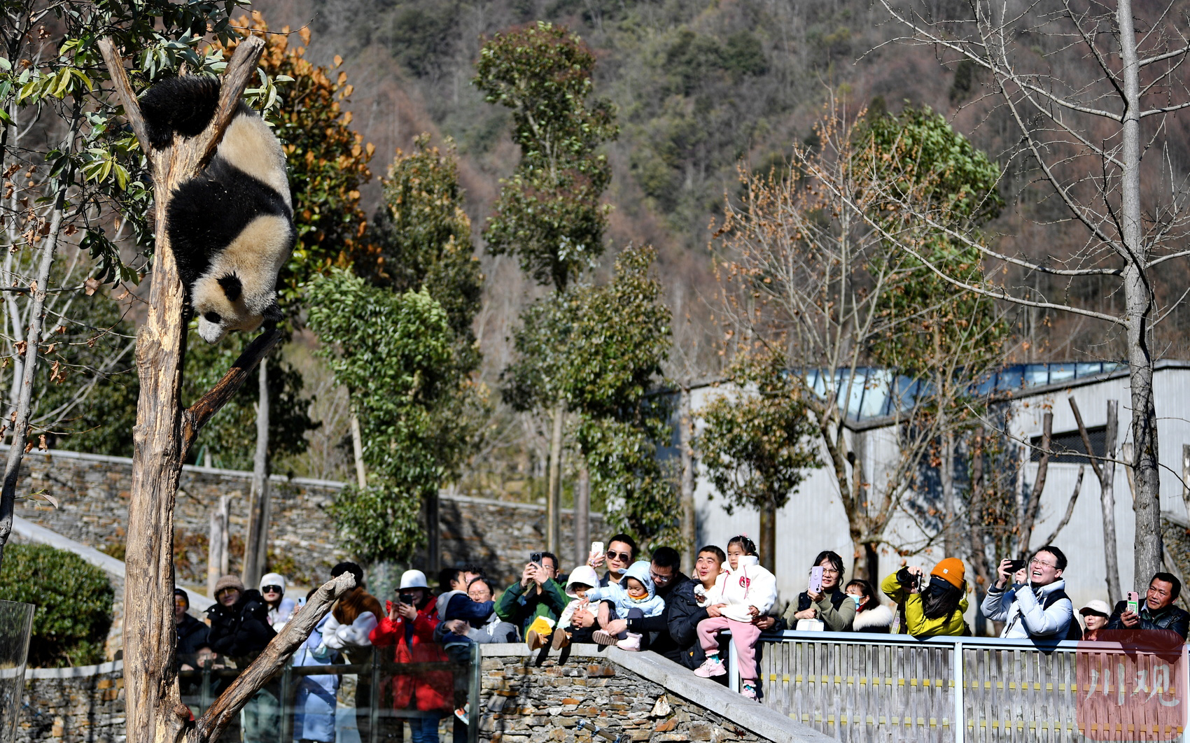 （转载）四川卧龙：冬日暖阳里大熊猫萌态十足惹人爱