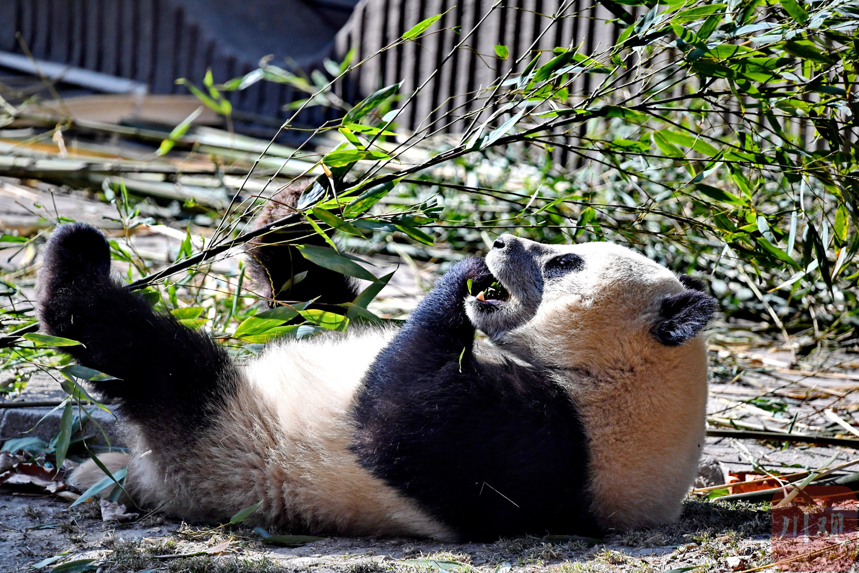 （转载）四川卧龙：冬日暖阳里大熊猫萌态十足惹人爱