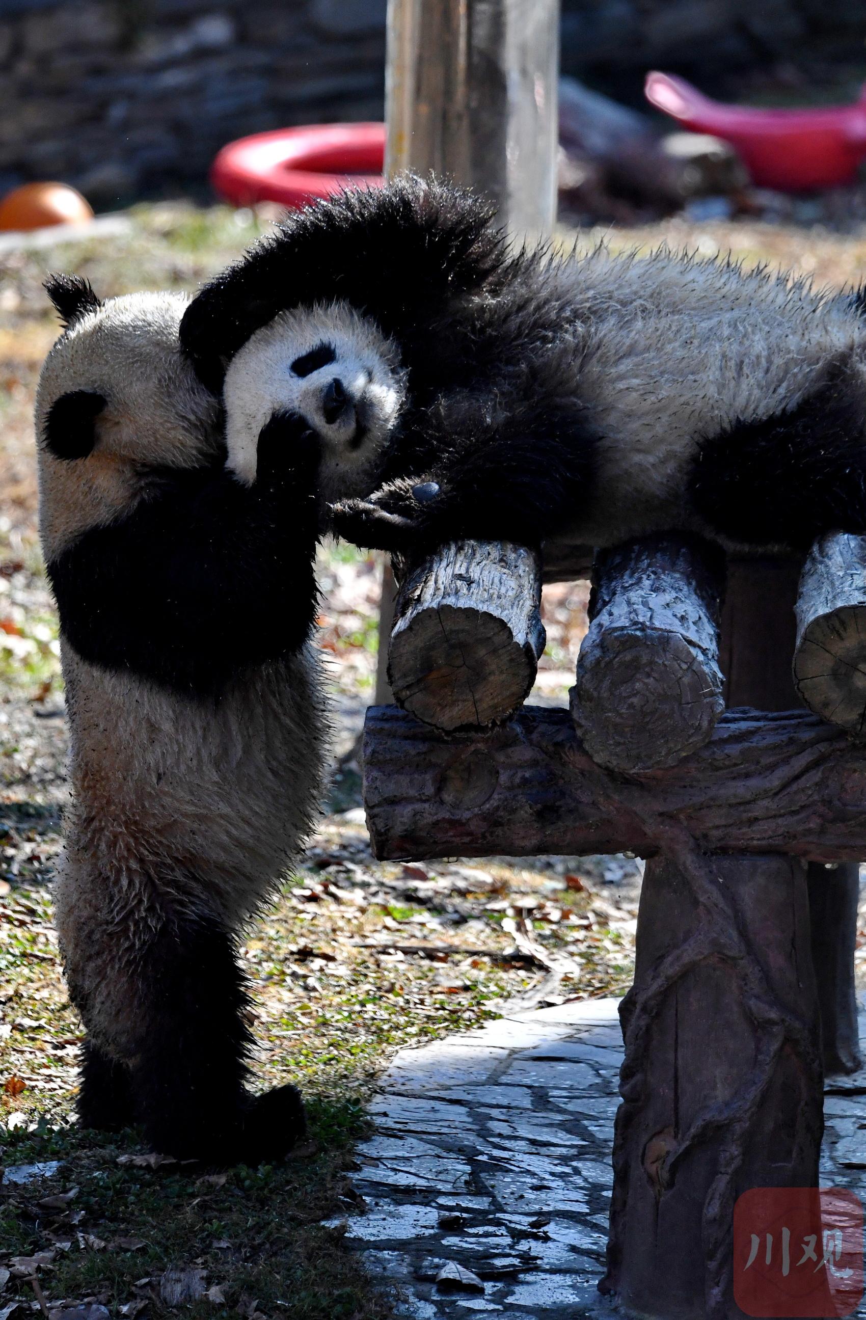 （转载）四川卧龙：冬日暖阳里大熊猫萌态十足惹人爱