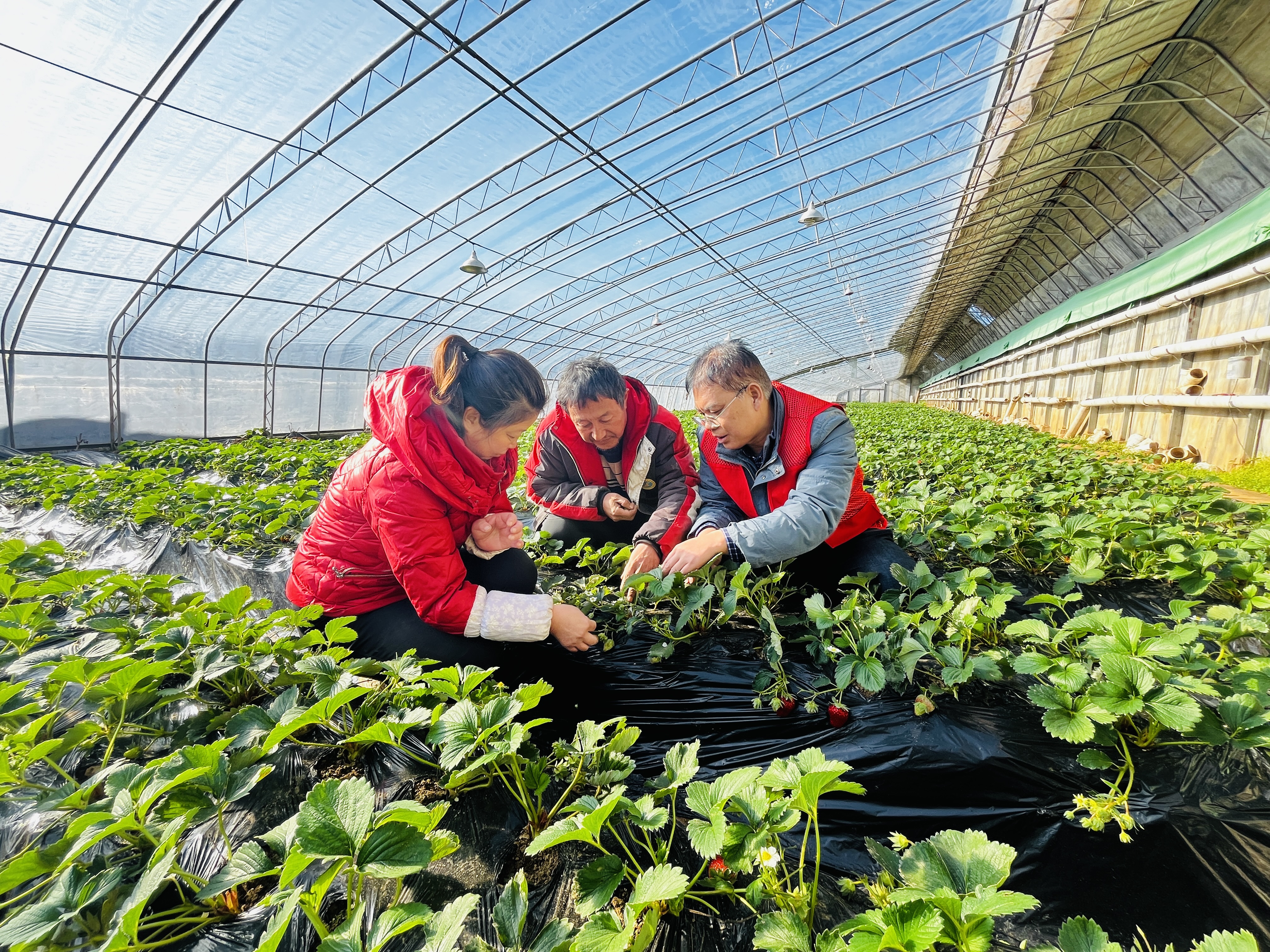 河北涞水：理论+宣讲 农闲“充电”忙_fororder_图为农技专家正在实地指导农户草莓果期管护技能。（李金璐 摄）.JPG