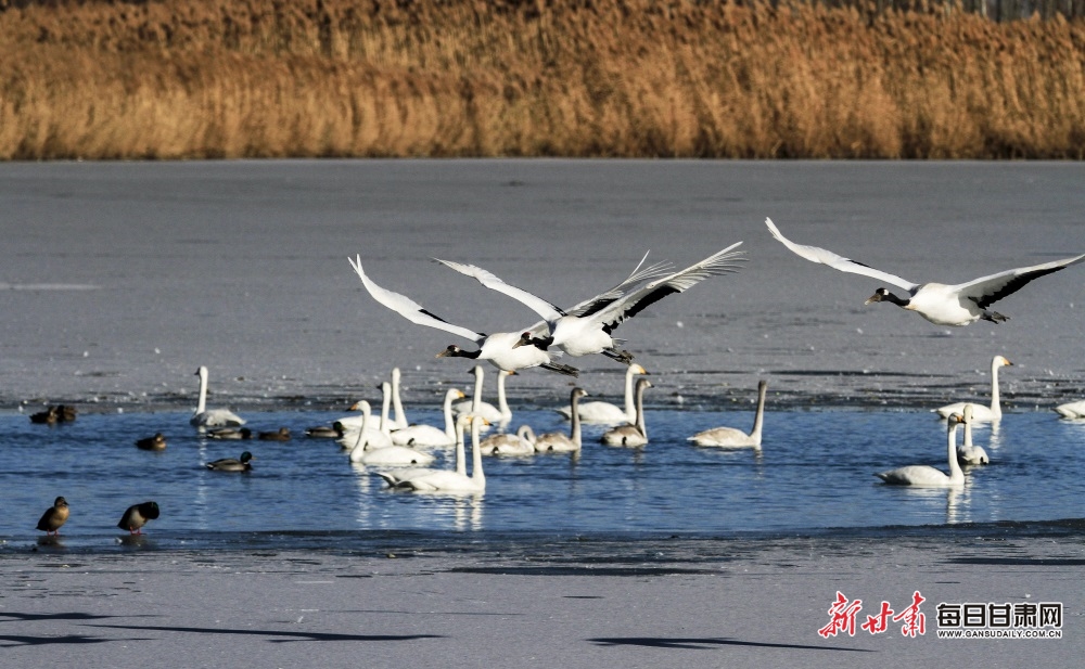 張掖濕地公園迎來白天鵝觀賞季_fororder_3