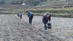 贵州镇远青溪镇：冬种马铃薯 抢抓好时节