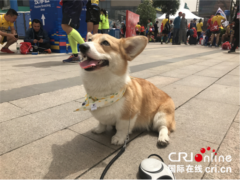 【CRI原創】【城市滾動新聞】【移動版 新聞列表】【武漢】武漢馬拉松鳴槍開賽