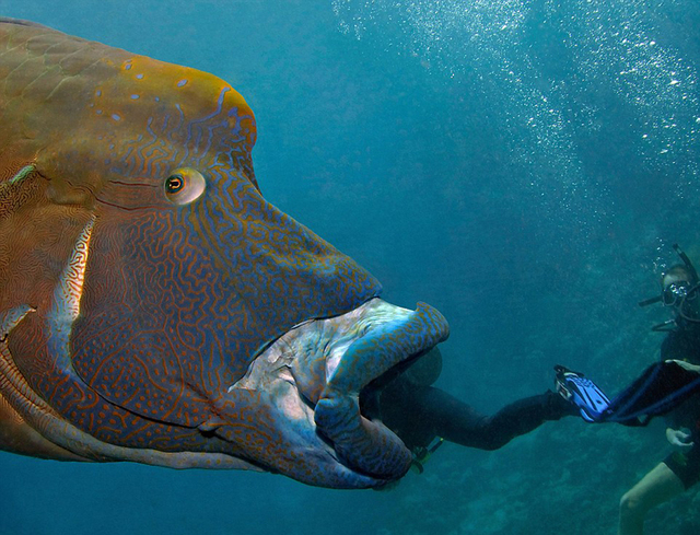 蘇眉魚在大堡礁海底上演“大吞活人”