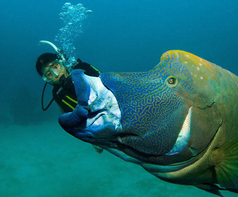 蘇眉魚在大堡礁海底上演“大吞活人”
