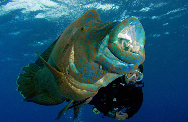 蘇眉魚在大堡礁海底上演“大吞活人”