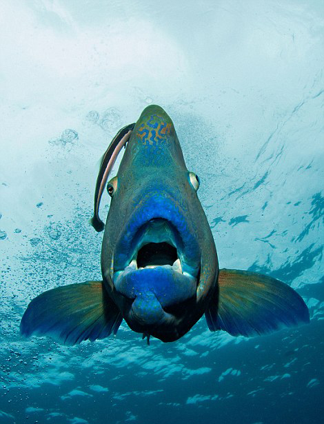 蘇眉魚在大堡礁海底上演“大吞活人”