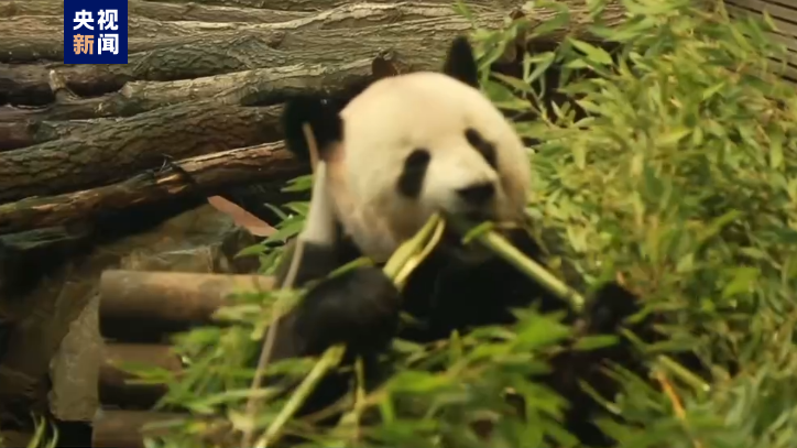 德国柏林动物园为熊猫双胞胎举行欢送活动