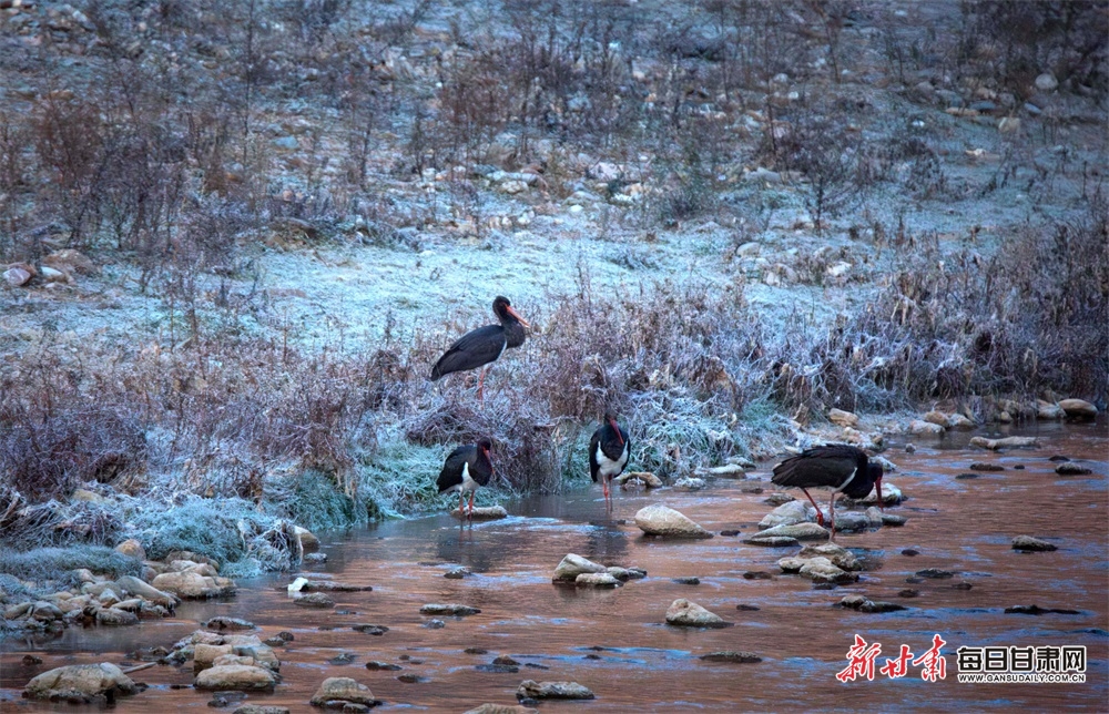 稀客！“鳥中大熊貓”黑鸛現身隴南兩當縣_fororder_2