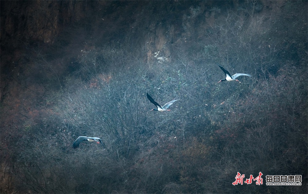 稀客！“鳥中大熊貓”黑鸛現身隴南兩當縣_fororder_6