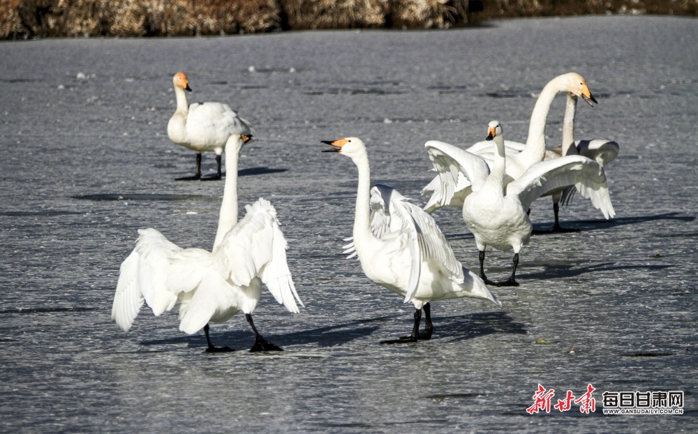 張掖濕地公園迎來白天鵝觀賞季_fororder_4